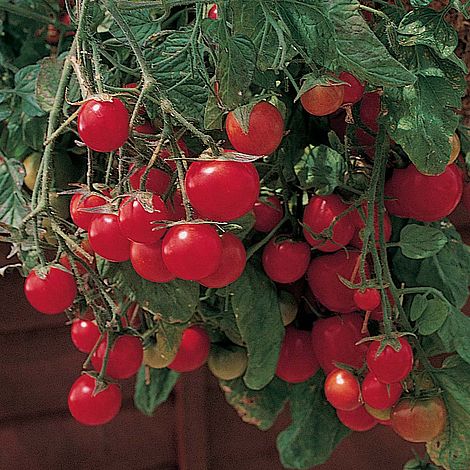 Tomato Gartenperle Seeds