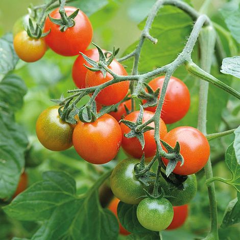 Tomato Losetto F1 Hybrid Seeds
