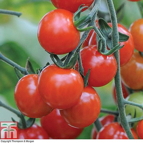 Tomato Sweet Aperitif Seeds