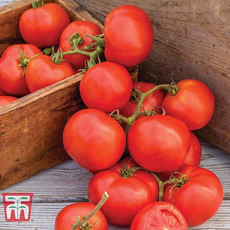 Tomato Oh Happy Day F1 Hybrid Seeds