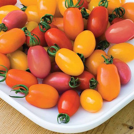 Tomato Rainbow Blend F1 Hybrid Seeds