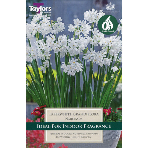 Narcissi Paperwhite Grandflora Bulbs