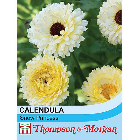 Calendula Snow Princess Flower Seeds
