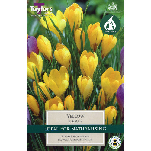 Crocus Bulbs - Yellow