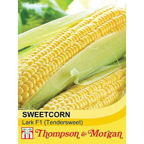 Sweetcorn Lark F1 Seeds