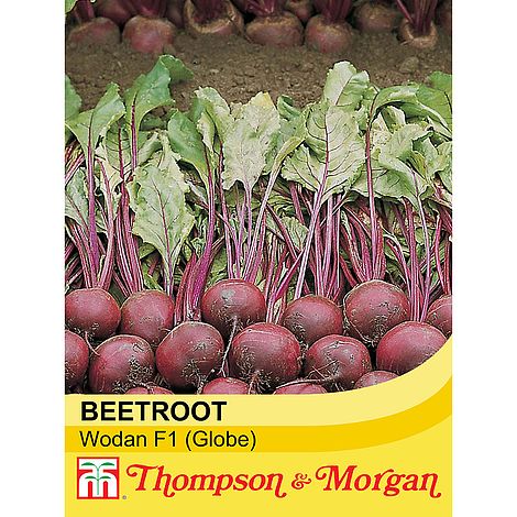Beet Wodan F1 Hybrid (Globe) Seeds