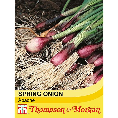 Onion Salad Apache (Deep Purple) Seeds