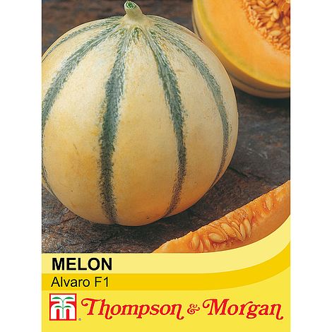 Melon Alvaro F1 Seeds