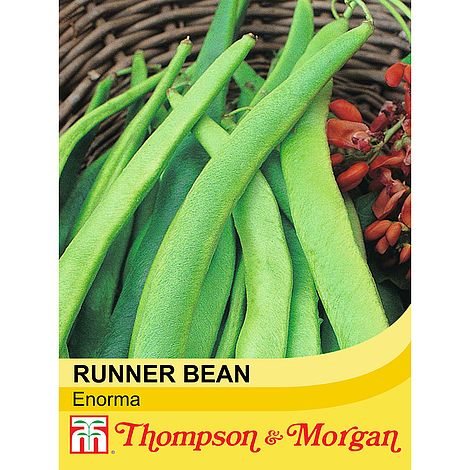Runner Bean Enorma Seeds