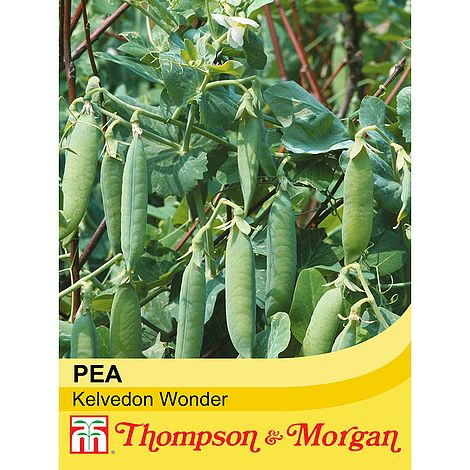 Pea Kelvedon Wonder Seeds