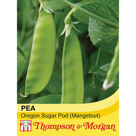 Mangetout Oregon Sugar Pod Seeds