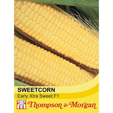 Sweetcorn Early Xtra Sweet F1 Seeds
