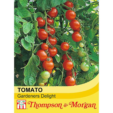 Tomato Gardeners Delight Seeds