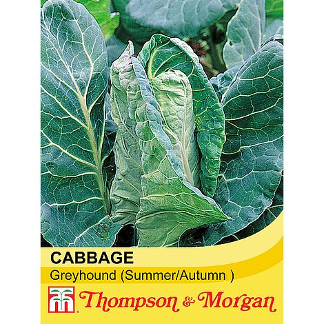 Cabbage Greyhound Seeds