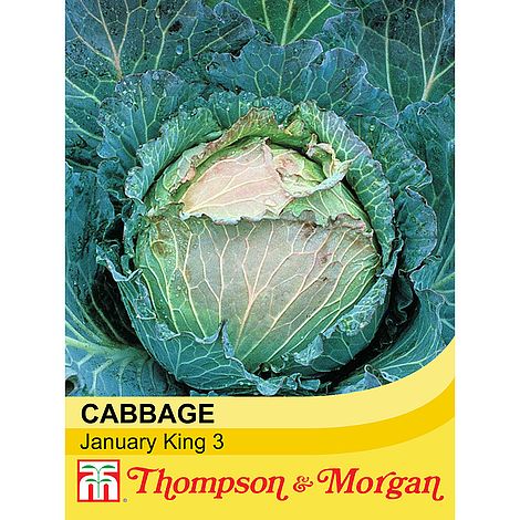 Cabbage January King 3 Seeds