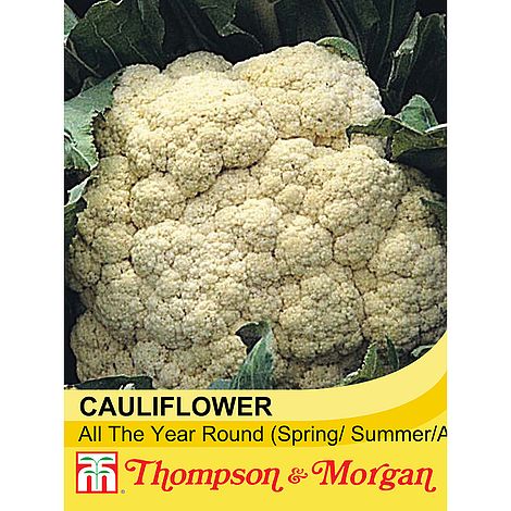 Cauliflower All The Year Round Seeds