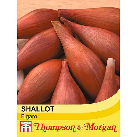 Shallot Figaro Seeds