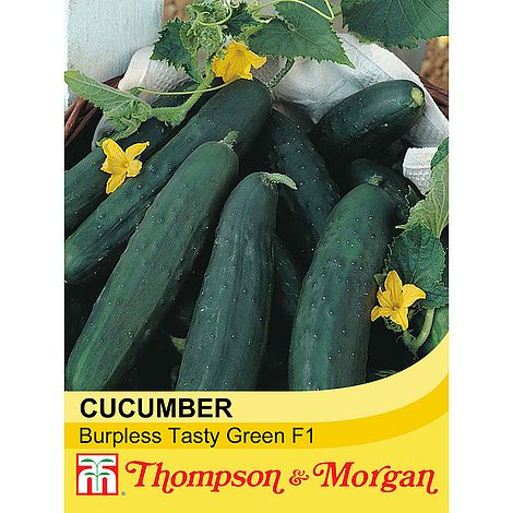 Cucumber Burpless Tasty Green F1 Seeds