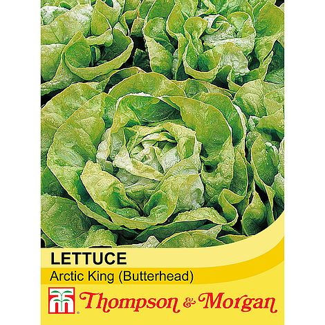 Lettuce Artic King Seeds