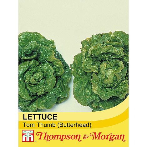 Lettuce Tom Thumb Seeds