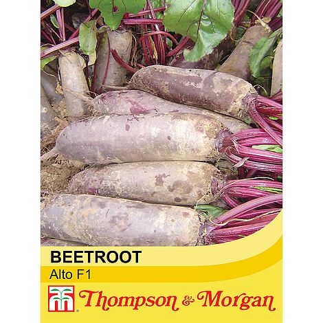 Beetroot Alto F1 Hybrid Seeds