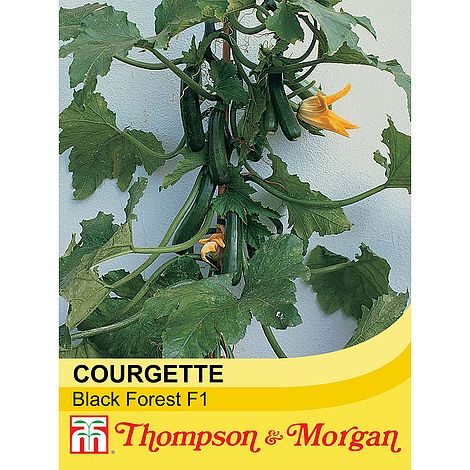 Courgette Black Forest F1 Hybrid Seeds