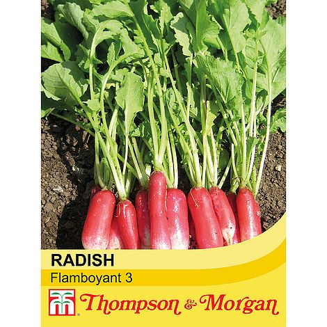 Radish Flamboyant 3 Seeds
