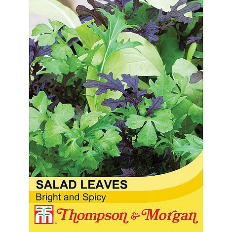 Salad Leaves Bright and Spicy Seeds