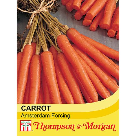 Carrot Amsterdam Forcing 3 Seeds