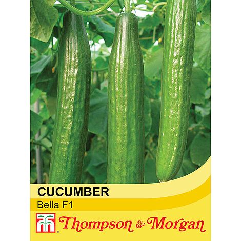 Cucumber Bella F1 Hybrid Seeds
