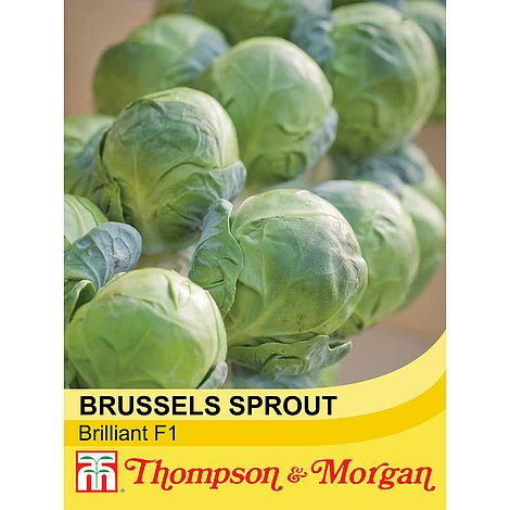 Brussels Sprout Brilliant F1 Hybrid Seeds