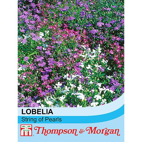 Lobelia String of Pearls Mixed Flower Seeds