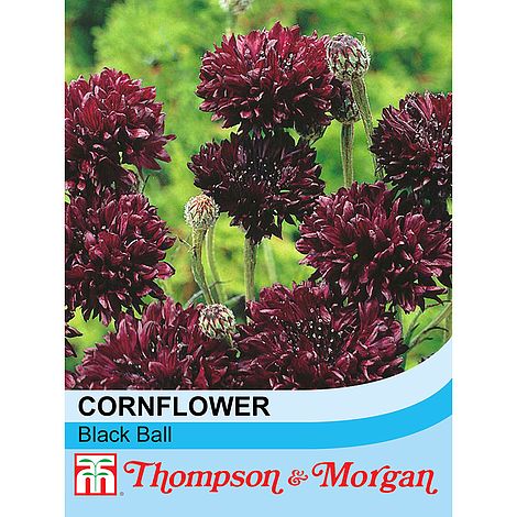 Cornflower Black Ball Flower Seeds