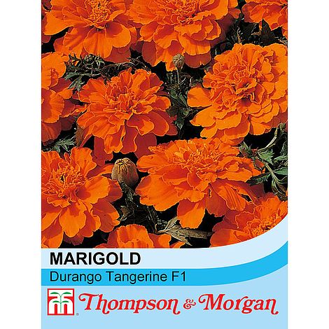 durango marigold seeds Marigold Durango Tangerine F1 Hybrid Flower Seeds