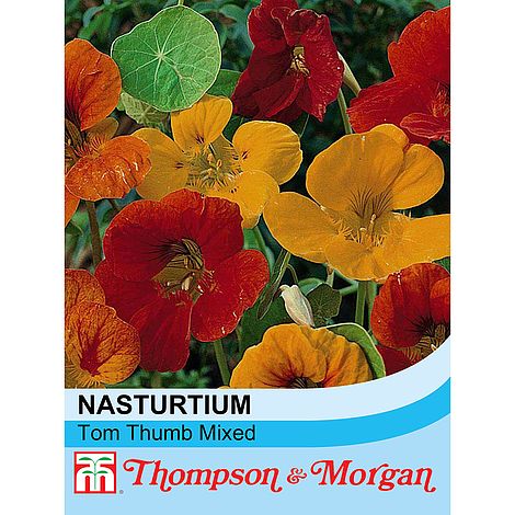 Nasturtium Tom Thumb Mixed Flower Seeds