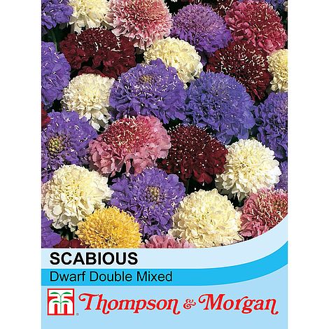 Scabiosa Dwarf Double Mixed Flower Seeds