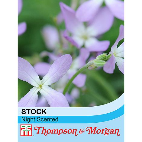 Stocks Night Scented Flower Seeds