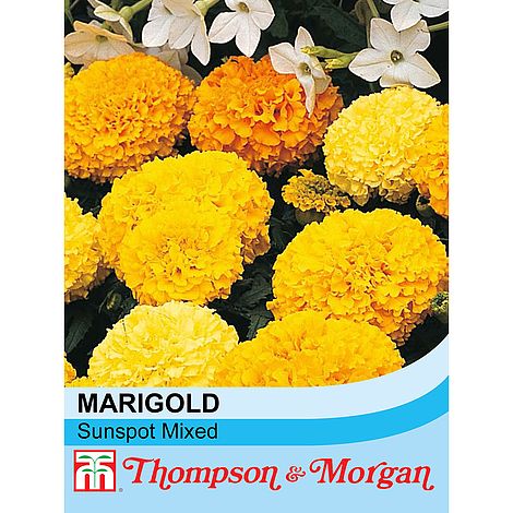 Marigold Sunspot Mixed Flower Seeds