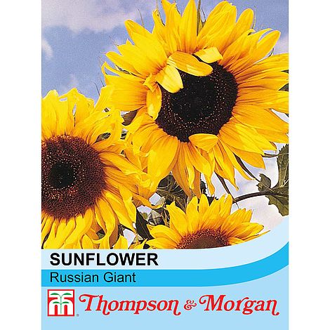 Sunflower Russian Giant Flower Seeds | Cornwall Garden Shop | UK
