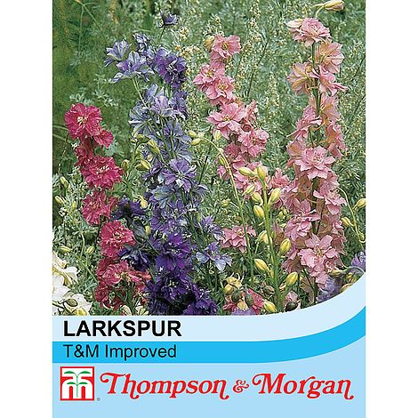 Larkspur T&M Improved Mixed Flower Seeds
