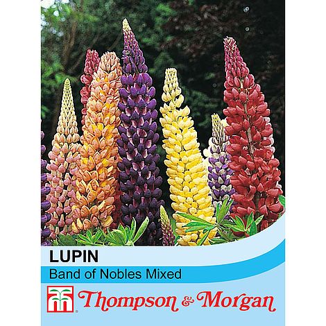 Lupin Band of Nobles Mixed Flower Seeds