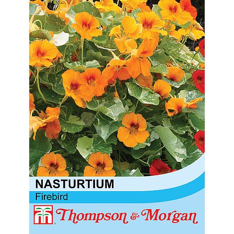 Nasturtium Firebird Flower Seeds