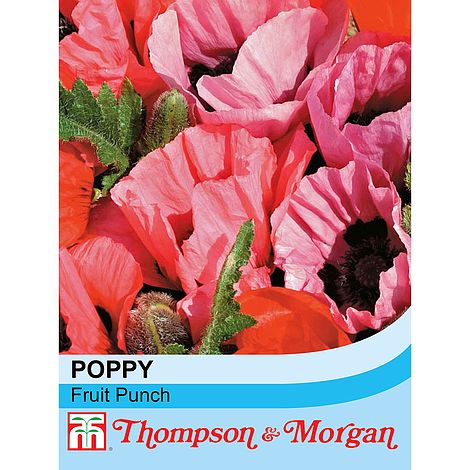 Poppy Fruit Punch Flower Seeds