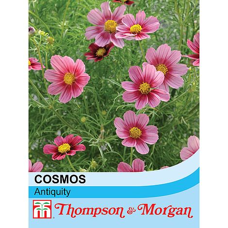 Cosmos Antiquity Flower Seeds