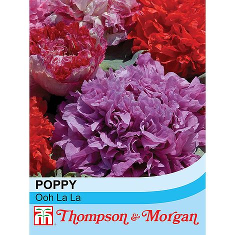 Poppy Ooh La La Flower Seeds