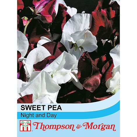 Sweet Pea Night & Day Flower Seeds