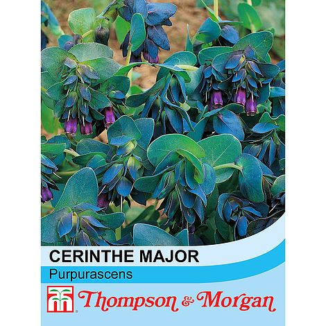 Cerinthe Major Purpurascens Flower Seeds