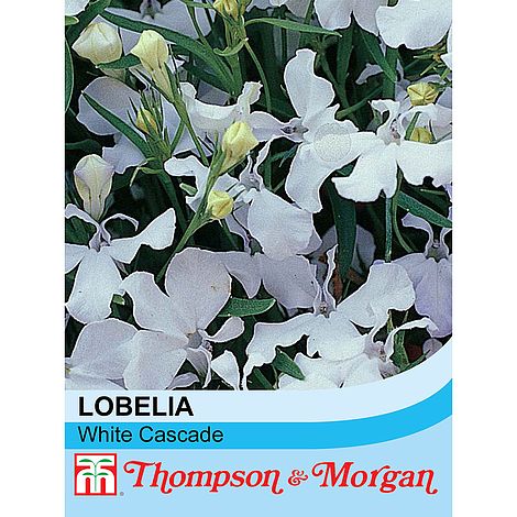 Lobelia (Trailing) White Cascade Flower Seeds