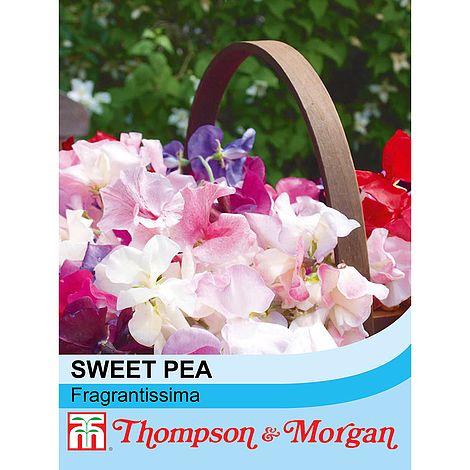 Sweet Pea Fragrantissima Flower Seeds