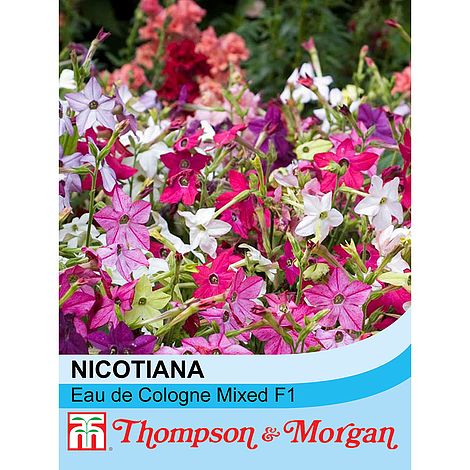 Nicotiana Eau De Cologne Mixed F1 Hybrid Flower Seeds